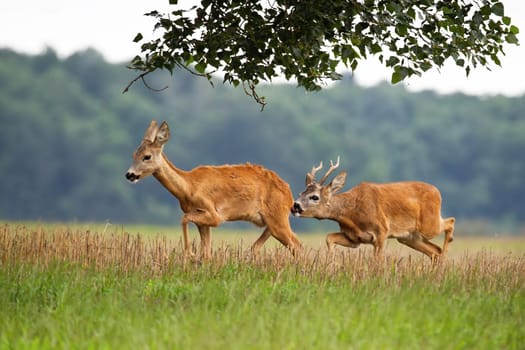 Male mammal sniffing female in rutting season on the meadow. Pair of wild animals running in the summer. Roe deer buck following doe on field in summertime.