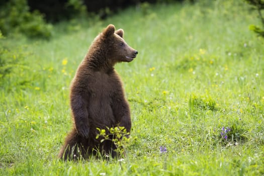 Juvenile brown bear, ursus arctos, standing on rear legs on green meadow in summertime. Magnificent predator observing surrounding upright in grass. Large animal looking from grassland.