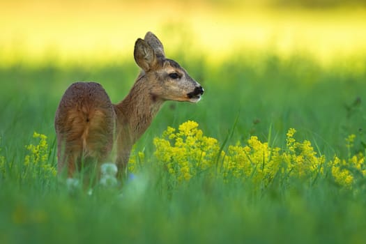 Roe deer doe, capreolus capreolus, standing on meadow in summer nature. Mammal female looking on field with yellow wildflowers from rear view.