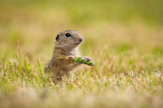 European ground squirrel, spermophilus citellus, holding ear in hand on field. Souslik sniffing standing in agriculture. Little animal looking from grain.
