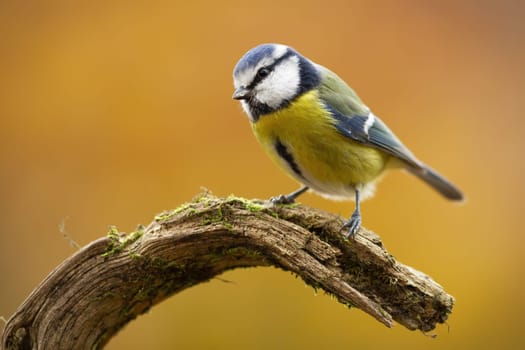 Cute eurasian blue tit, cyanistes caeruleus, sitting on branch in nature. Small bird with blue wings and yellow belly resting on bough. Colorful songbird in autumn.
