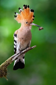 Remarkable eurasian hoopoe, upupa epops, sitting on branch in summer. Colorful bird with orange crest, striped wings and long beak. Wild animal eating insect on bough.