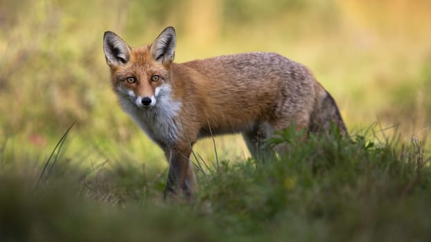 Red fox, vulpes vulpes, standing in grass and looking to the camera. Wild animal watching on field with blurred background. Predator staring from grassland.
