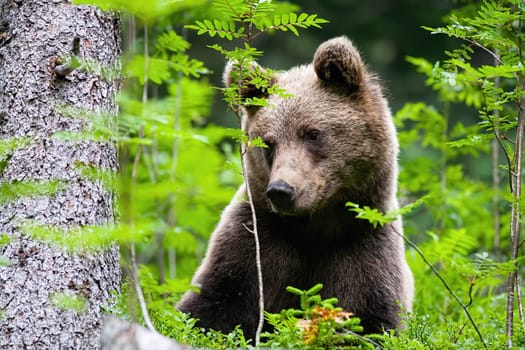 Cute brown bear, ursus arctos, looking aside in forest during the summer. Curious predator staring in blueberry bushes. Wild animal with long fur in fresh nature.
