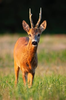 Interested roe deer, capreolus capreolus, buck standing on meadow in summer at sunset. Wild mammal staring on field from front view in vertical composition. Animal wildlife in nature.