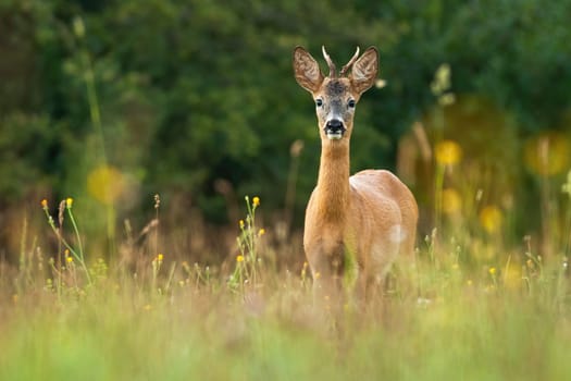 Roe deer, capreolus capreolus, buck standing on meadow with flowers in summertime nature. Roebuck looking to the camera on field. Wild animal with antlers watching from tall vegetation.