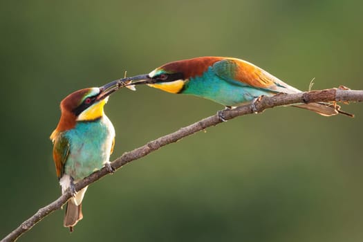 European bee-eater, merops apiaster, feeding on twig during the summer. Two bird in love courting on branch. Colorful animals catching insect in summertime.