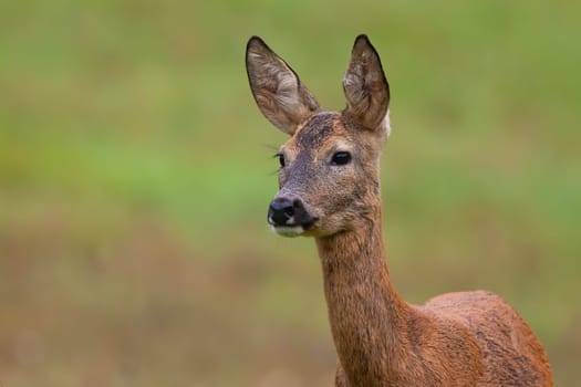 Roe deer doe standing on meadow in nature from close up. Calm animal female observing on grassland with blurred background. Wild mammal staring on field.