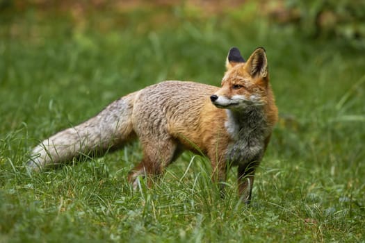 Wild red fox, vulpes vulpes, standing on meadow in summer nature. Curious predator with orange fur looking on grassland. Interested animal staring on field with blurred background.