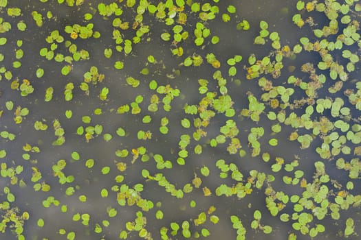 Green waterlily leaves in a pond captured from above in top down view. Large plants floating on water surface in summer nature from aerial perspective.