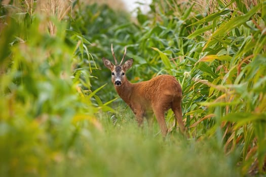 Roe deer, capreolus capreolus, buck looking back in corn field during the summer. Male mammal with antlers staring to camera in fresh farmland. Wild animal standing in nature.