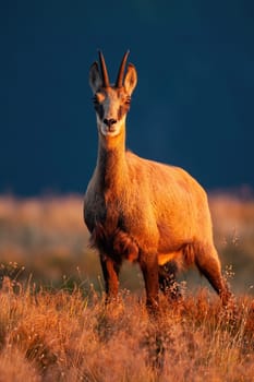 Adult tatra chamois, rupicapra rupicapra tatrica, looking to the camera in sunset. Wild animal watching in nature from front. Majestic mammal in summer mountains in vertical composition.