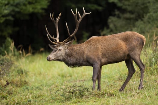 Majestic red deer, cervus elaphus, standing in forest in autumn nature. Impressive stag sniffing in woodland from side. Proud animal with big antlers in fall.