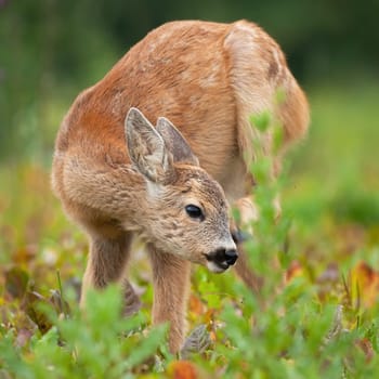 Young roe deer, capreolus capreolus, scratching ear on meadow in summer. Little fawn sniffing in grass. Juvenile animal standing on field during the summertime.
