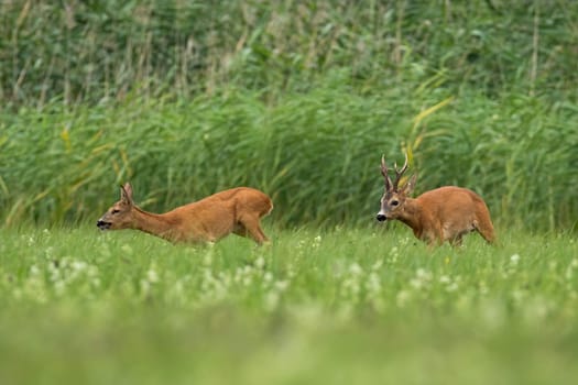 Two roe deer, capreolus capreolus, running on field in rutting season. Buck following doe on meadow in summer. Pair of wild animals sprinting on grass.