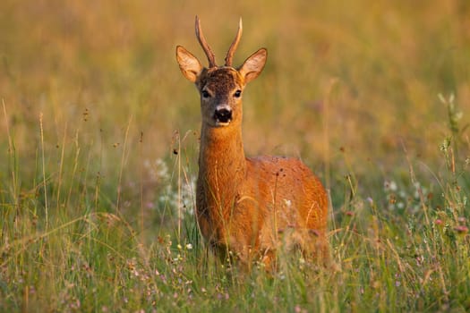 Impressive roe deer, capreolus capreolus, buck standing on meadow in summer at sunset. Curious roe buck looking to the camera on field from side view.