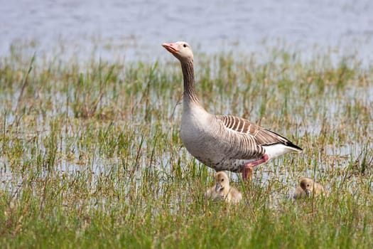Greylag goose mother, anser anser, with her juveniles walking in swamp. Little wild birds floating on water. Young animals bathing in lake in summer.