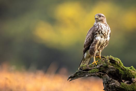 Impressive common buzzard, buteo buteo, sitting on branch in autumn with copy space. Dominance bird of prey observing on bough with moss. Feathered animal with white and brown plumage.