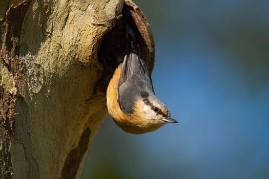 Little eurasian nuthatch, sitta europaea, leaving a nest on tree in summer. Small animal sitting on trunk upside down in nature with blurred background. Colorful bird with black strip over eye.