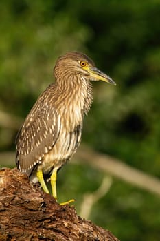 Young black-crowned night heron, nycticorax nycticorax, sitting on crust of tree. Immature bird with yellow beak and white-brown plumage at sunrise in vertical composition.
