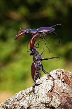 Two stag beetle, lucanus cervus, male fighting against each other on the wood. Wild bug holding the other one above his head. Pair of insect with claws in battle.