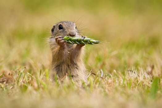 European ground squirrel, spermophilus citellus eating ear on field in summer. Little animal holding wheat. Souslik sniffing spike in agriculturual country.