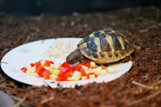 Hermann's tortoise (Testudo hermanni boettgeri) a standing protected species of turtle.