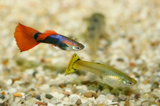A Female and a Male Guppy (Poecilia reticulata).