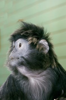 Lutung, (Trachypithecus) or Lutungs, primate species from Asia.