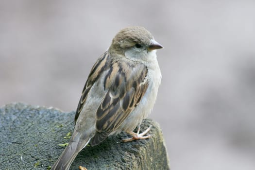 Close up of a House Sparrow (Passer domesticus).