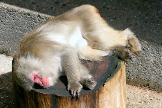 The baboon (Papio) a primate that occurs in Africa.