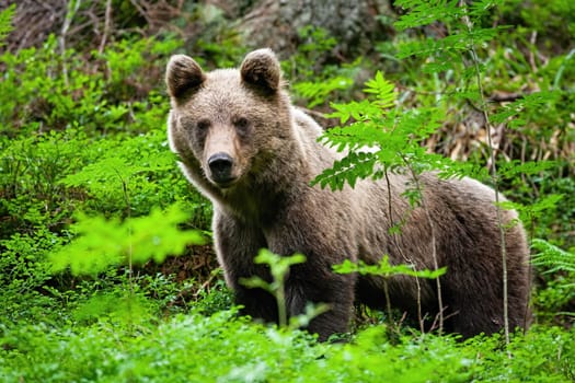 Young brown bear, ursus arctos, standing in forest during the summer. Proud animal looking to the camera. Wild mammal staring from the fern in summertime.