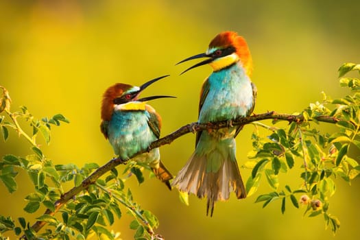 Two european bee-eater, merops apiaster, sitting on branch in summer. Two colorful birds fighting on twig with green leafs. Beautiful animals looking to each other on bough on sun.