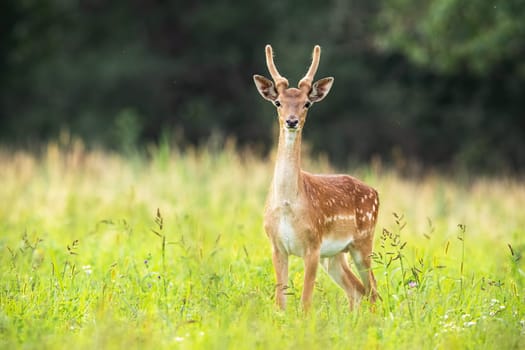 Young fallow deer, dama dama, stag standing on meadow in summer nature. Juvenile animal with antlers in velvet and white spots looking to the camera on grass. Wild mammal watching on pasture.