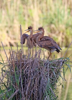 Two young purple herons Ardea purpurea in their reed nest in the nature reserve Wagbachniederung