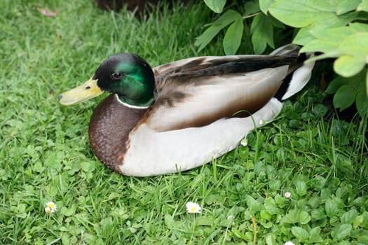 a side view of a mallard drake resting