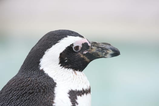 Humboldt penguin (Spheniscus humboldti) seen from the side .