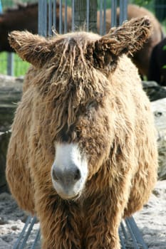 Portrait shot of a brown donkey with a white mouth
