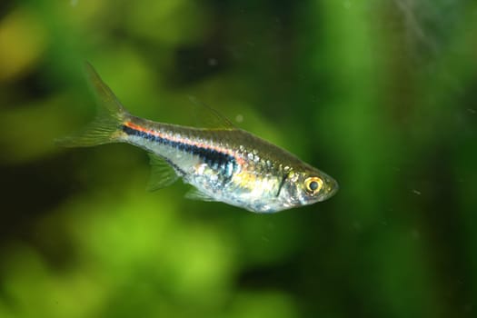 The Harlequin Rasbora (Rasbora heteromorpha) a popular freshwater aquarium fish.