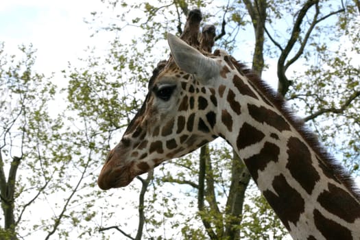 a portrait shot of a giraffe (Giraffa camelopardalis) .