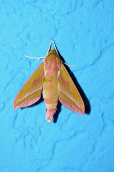 the Small Butterfley, (Deilephila porcellus) from the family of dreamers.