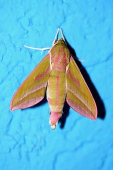 the Small Butterfley, (Deilephila porcellus) from the family of dreamers.