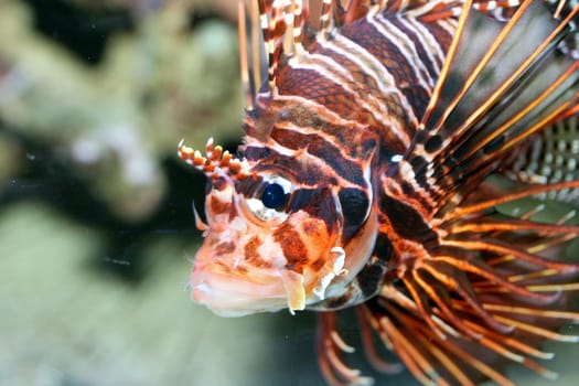 A single antenna fire fish (Pterois antennata)