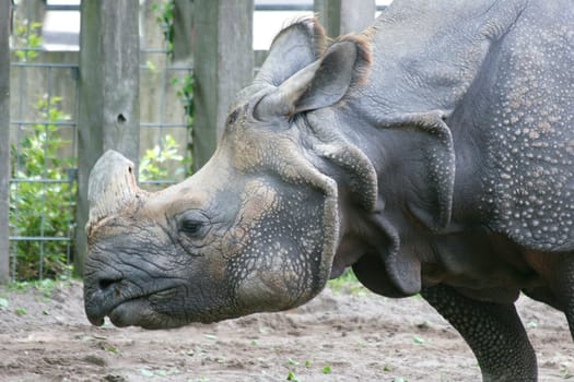 The white rhino, (Ceratotherium simum) an endangered species