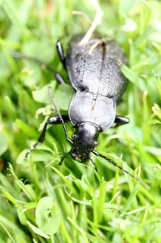 Close up of a black beetle, on green background.