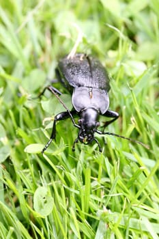Close up of a black beetle, on green background.