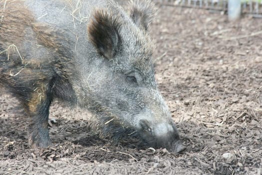 a detail shot of a wild boar (Sus scrofa)