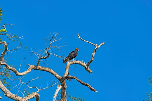 Greater Yellow Headed Vulture in a rainforest tree near Alta Floresta Brazil