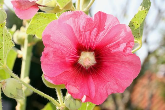 A beautiful blooming red hollyhock (Alcea rosea)