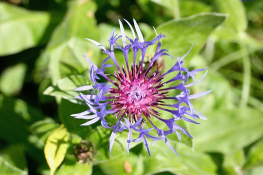 A cornflower (Centaurea cyanus) prior to full bloom.